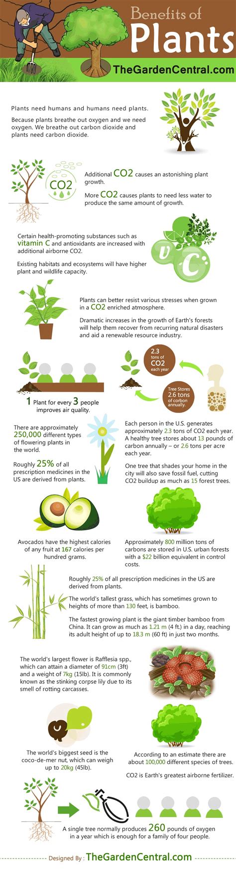 Occult properties of plants infographics